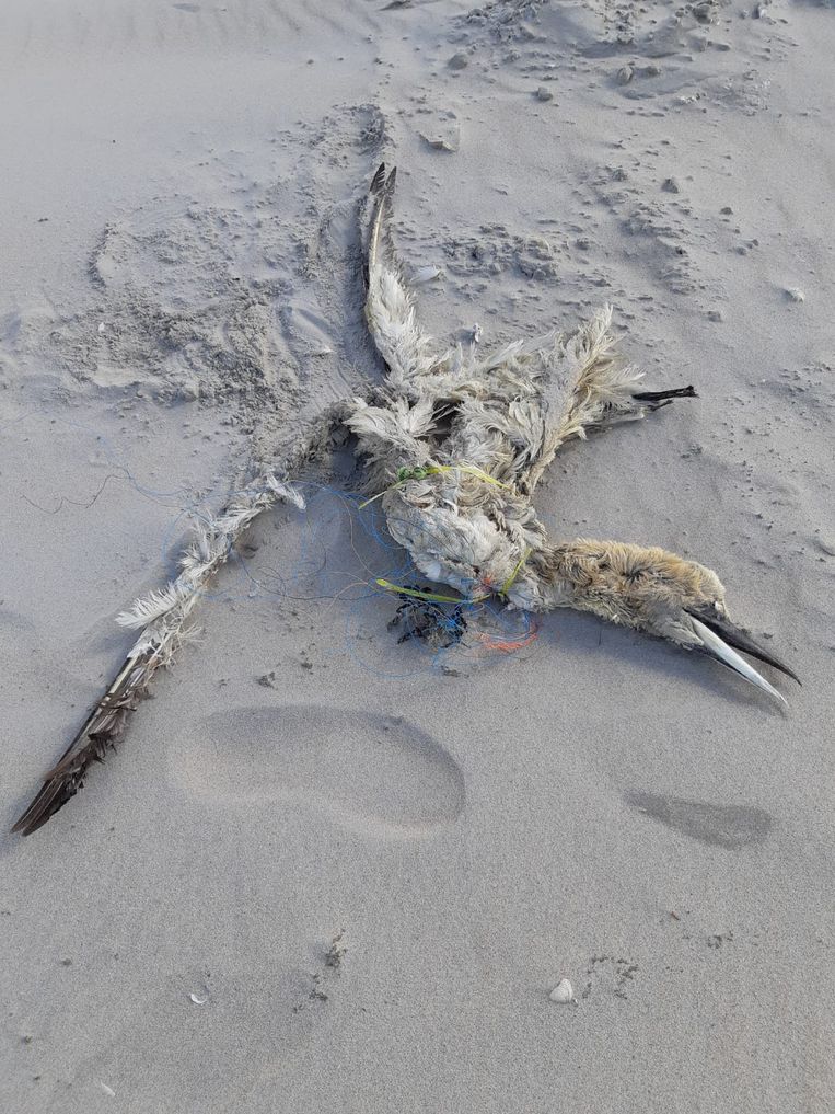 Een vogel is verstrikt geraakt in het koordje van een ballon en vervolgens overleden. Beeld Stichting De Noordzee.