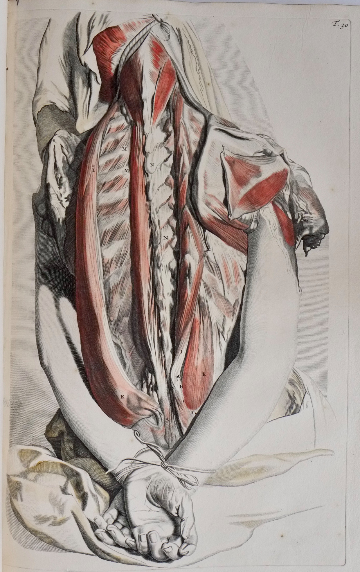 Illustratie uit de anatomische atlas van Govert Bidloo Beeld 