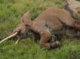 Stropers doden één van Afrika's oudste 'reuzenolifanten'