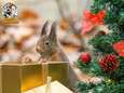 De eekhoorns wensen u prettige feestdagen... Natuurfotograaf Arne Moons (24) maakt unieke kerstkaarten van zijn foto’s