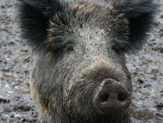 Algemeen Boerensyndicaat waarschuwt voor “zeer besmettelijke” Afrikaanse varkenspest