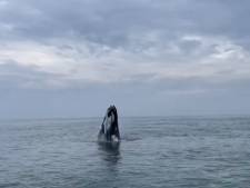 Plots staat Lourens oog in oog met een walvis bij Westkapelle: ‘Het was schitterend, maar ook best link’
