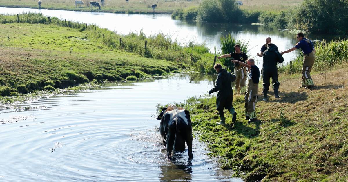 Koe Berta komt tijdens ochtendduik vast te zitten, brandweer trekt haar weer uit het water - De Geld