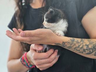 Stad moedigt katteneigenaars aan huisdier te laten steriliseren: “Toelage voor Leuvenaars die het financieel moeilijk hebben”