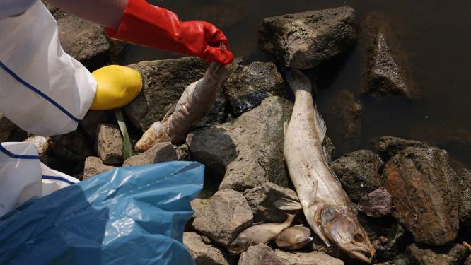 Giftige algen in Oder oorzaak van massale vissterfte, zegt Poolse regering