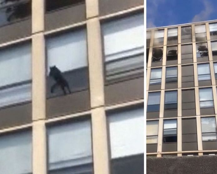 Un Chat Saute Du Cinquieme Etage D Un Immeuble Pour Echapper A Un Incendie Video 7sur7 Be