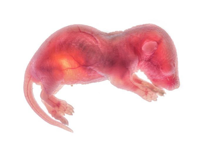 Een pas geboren muis
