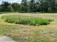 Mysterie opgelost! Dit is waarom sommige plantsoenen niet helemaal gemaaid worden