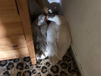 Ganzen Leonie en Bart als ‘grap’ in studentenkamer geplaatst: “We wilden hun kamers omtoveren tot kinderboerderij”