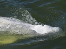 Reddingsactie op komst: witte dolfijn in Seine wordt overgeplaatst naar zoutwaterbassin