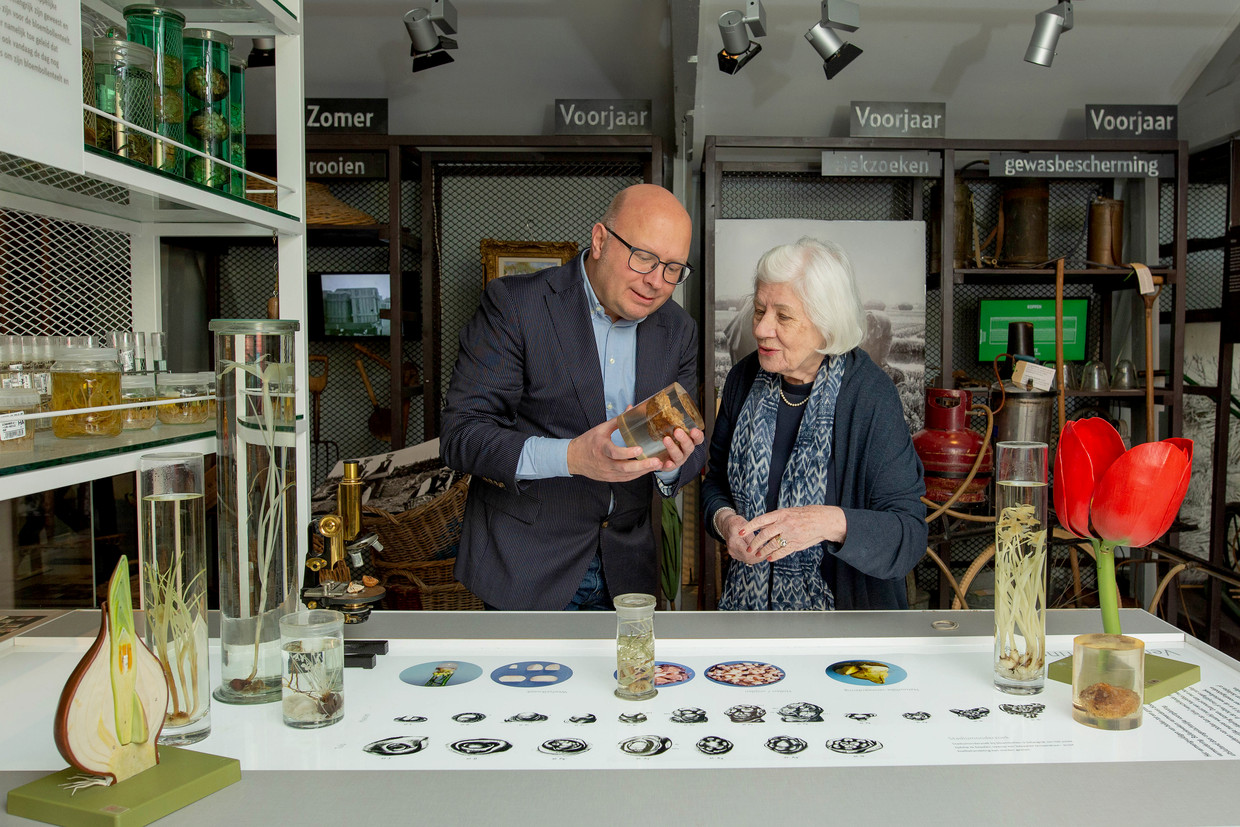 Henk Looijestein en Annemarie Vels Heijn hebben voor het tulpenmuseum in Lisse een tentoonstelling gemaakt over de tulpenkoorts. Beeld Maartje Geels