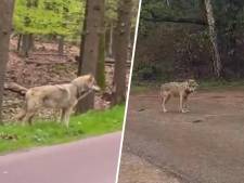 Nieuw hoofdstuk in juridische strijd verjagen niet-schuwe wolf: Faunabescherming naar rechter