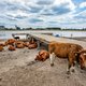 Er is nog water genoeg in Nederland - en anders geven we gewoon de suikerbieten op