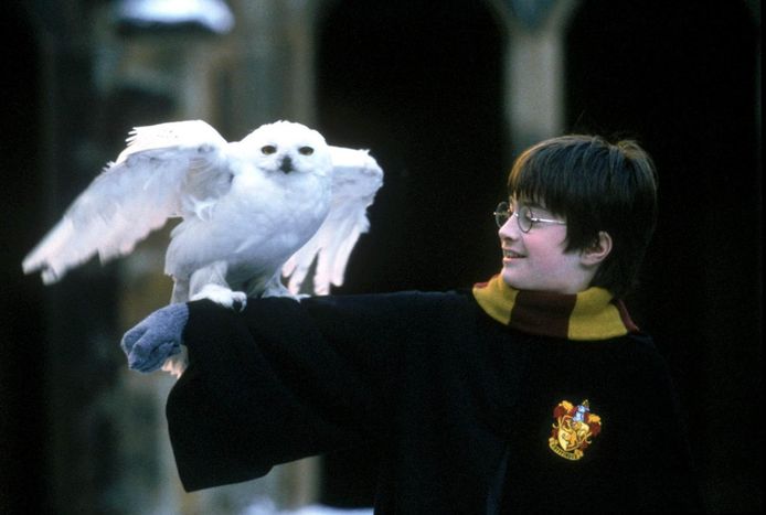 Harry en Hedwig. Die laatste kan je in het pluche krijgen in The Wizard Store in Gent.