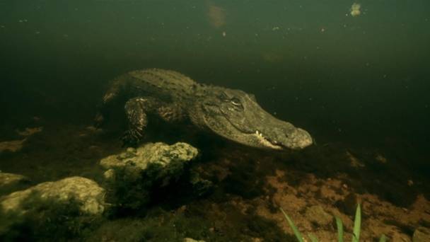 The Croc That Ate Jaws