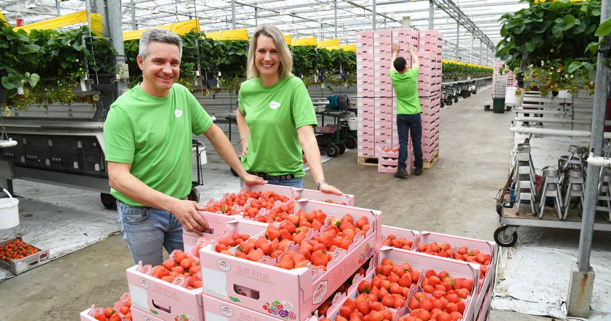 Zomerkoninkjes? Nee hoor, dit bedrijf uit Moerstraten teelt het hele jaar aardbeien