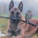Viral: aandoenlijke fotoserie van mini-uiltje en hond