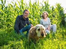 Wilde zwijnen veroorzaken grote schade in maisvelden bij Wapenveld en Heerde