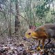 ▶ ‘Uitgestorven’ zilverrugdwerghert duikt na dertig jaar op in Vietnam