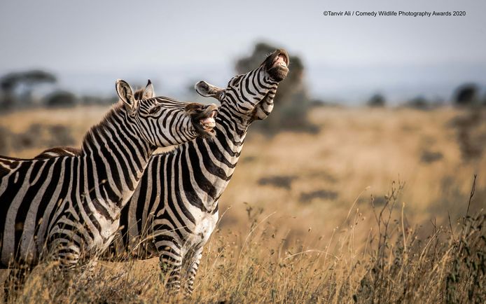 Deze zebra's in Kenia hebben de slappe lach.