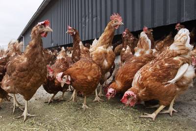 Vogelgriep in twee pluimveebedrijven in Alveringem en Ravels: aanwezig pluimvee moet geruimd worden