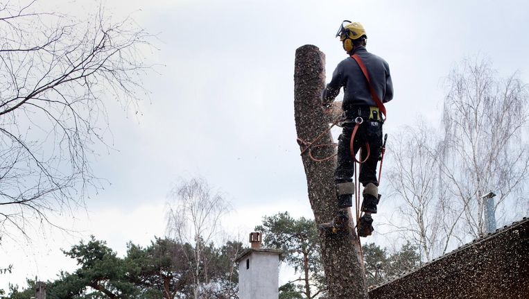 Grzegorz haalt een boom neer in de buurt van Warschau Beeld Piotr Malecki