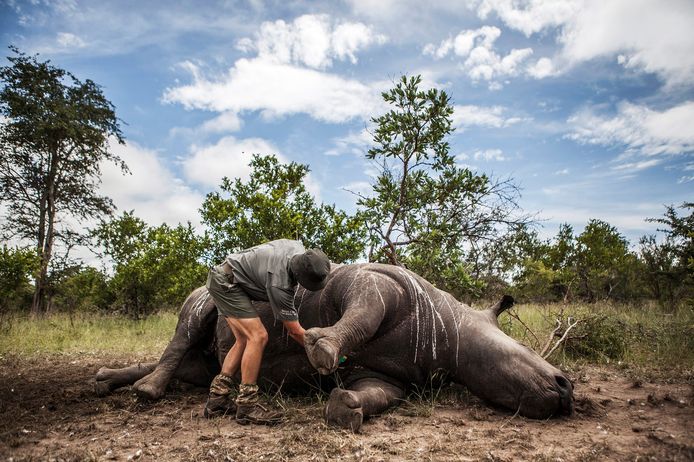 Archiefbeeld van een gestroopte neushoorn in Zuid-Afrika.  In het Krugerpark werden dit jaar 292 rhinocerossen gedood, tegen 332 het jaar voordien. In de provincie KwaZulu-Natal was er ook een forse daling van 163 naar 83 gestroopte dieren.