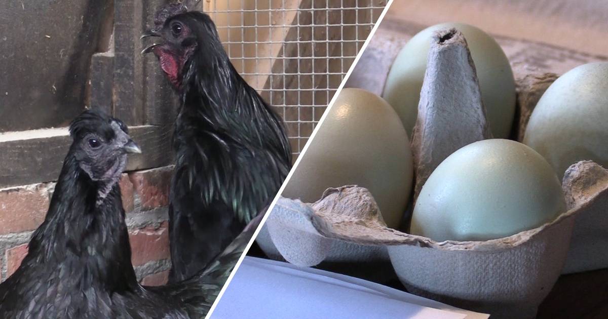 monteren Plunderen afgewerkt Zwarte veren, groene eieren en blauw vlees: wat is er in hemelsnaam aan de  hand met deze kip? | Flipboard