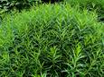 Dragon shrub of popular culinary and medicinal herb french tarragon