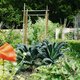 Alles over de moestuin in de stad: is een kromme pastinaak van eigen grond lekkerder dan een rechte uit de supermarkt?