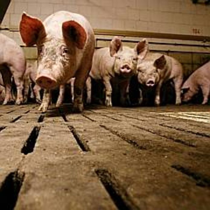 Varkens in een varkensstal. Foto ter illustratie.