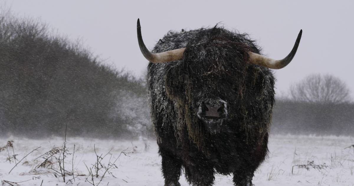 ‘Verwarde' vrouw zorgt voor nog meer verwarring in Bentwoud.