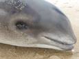 De dode bruinvis spoelde vandaag in Vrouwenpolder.