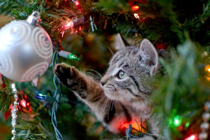 Kerstboom In Huis Gevaarlijk Voor Honden En Katten Wonen Ad Nl