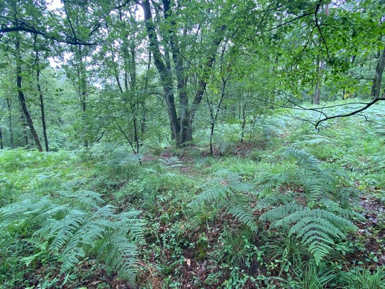 De plek in het Dilserbos waar het lichaam van de militair werd aangetroffen.  Beeld Mine Dalemans
