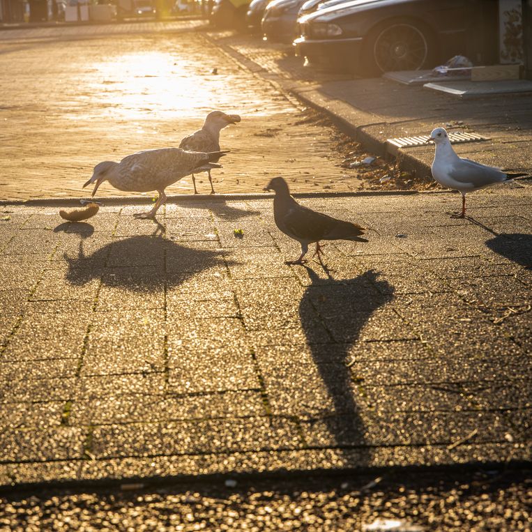null Beeld Harry Cock