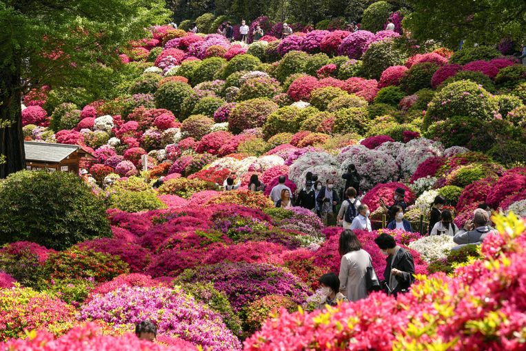 In een zee van zo’n drieduizend bloeiende azalea’s vieren Japanners de lente. Deze tuin in Tokio trekt, mede door de hoge temperaturen, de hele maand al veel bezoekers. Beeld ANP / EPA