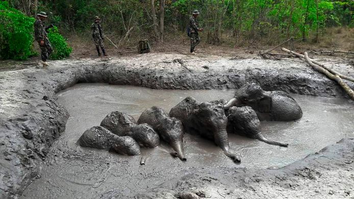 Boswachters ontdekten de zes babyolifanten in een modderpoel in het Thap Lan National Park.