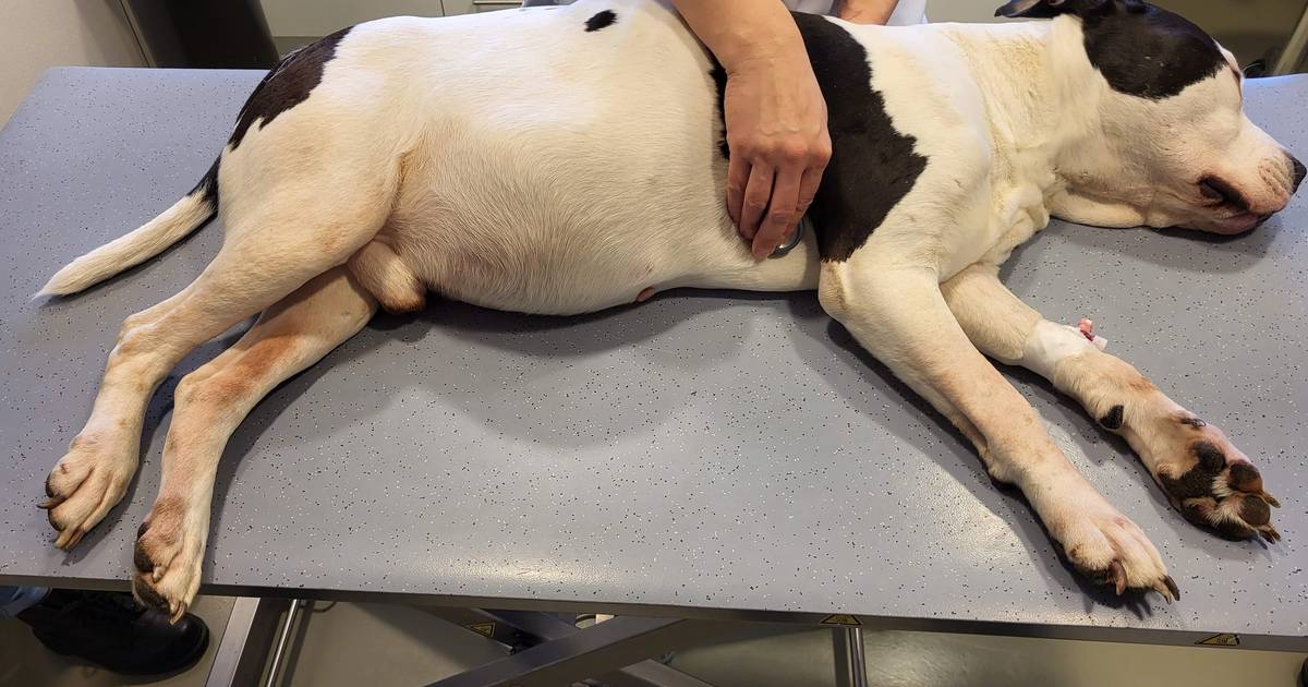 Man Weigert Doodzieke Hond Naar Dierenarts Te Brengen: Onder Dwang Uit Huis  Gehaald | Binnenland | Bd.Nl