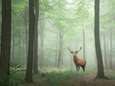 Les forêts protègent les animaux contre le réchauffement climatique