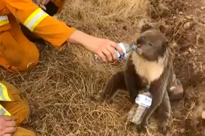 Een koala drinkt water uit een flesjes dat een brandweerman hem aanbiedt.