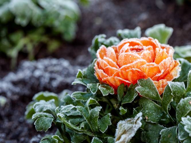 Hagel, sneeuw en vorst: pakken we onze tuinplanten best weer in? “Planten die te vroeg uit hun winterslaap komen, zijn kwetsbaarder voor de nachtvorst”
