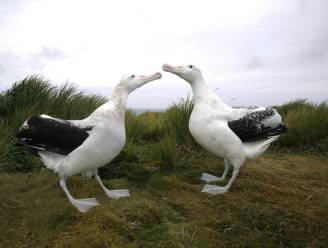 ‘Reuzenmuizen’ doden kuikens van albatros die daardoor dreigt uit te sterven