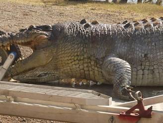 80-jarige krokodil van 5 meter gevonden in Australië, maar onbekenden hebben haar doodgeschoten