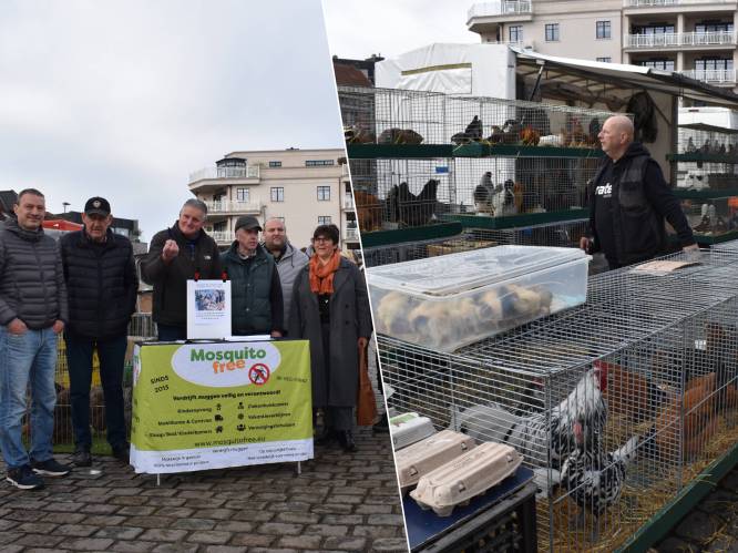 Grootste dierenmarkt van Vlaanderen beperkt tot 8 keer per jaar vanaf 2026: "Vooral de dieren zullen hiervan de dupe zijn”