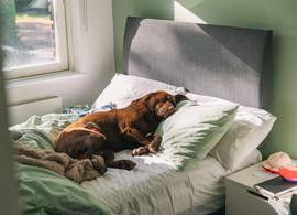 1 op de 5 honden mag bij zijn baasje in bed, maar is dat wel hygiënisch? 