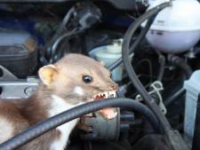 Deze auto is de nachtmerrie van iedere marter