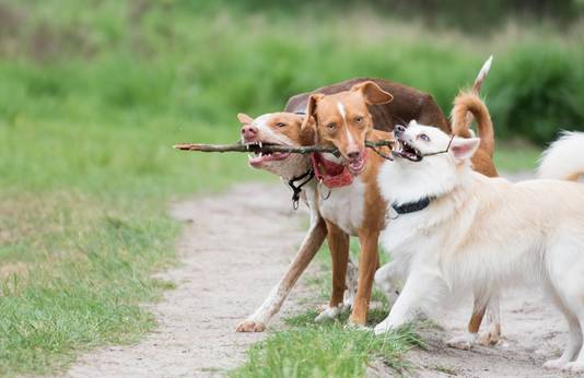 De honden van @rotzbende vormen samen een hecht team. vlnr Nomi, Dora en Ziva