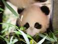 Ouwehands hoopt jonge panda nog deze maand te presenteren