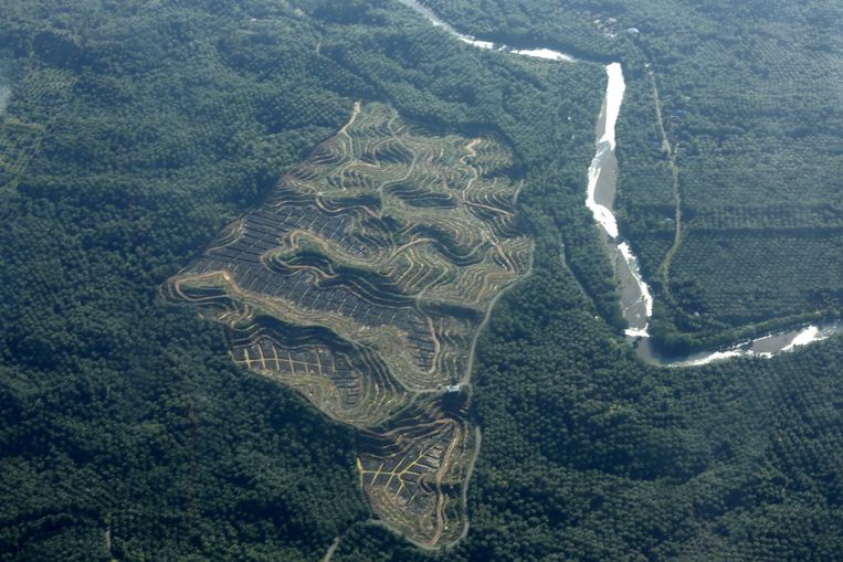 Luchtfoto van een pas aangelegde palmolieplantage aan de rand van het nationaal park Gunung Leuser in de Indonesische provincie Atjeh.  EPA/HOTLI SIMANJUNTAK Beeld EPA